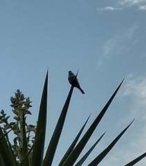 Stizoptera bichenovii