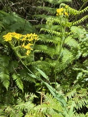 Senecio linearifolius