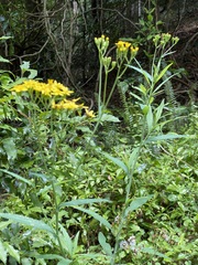 Senecio linearifolius
