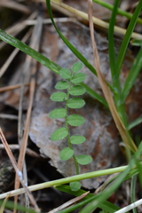 Ornithopus perpusillus
