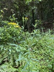 Senecio linearifolius