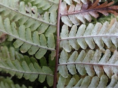 Dryopteris filix-mas