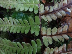 Dryopteris filix-mas