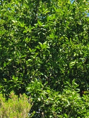 Laurus novocanariensis