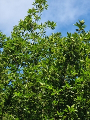 Laurus novocanariensis