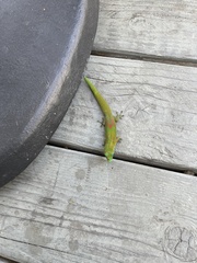 Phelsuma laticauda laticauda