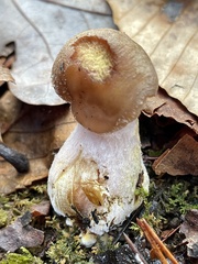 Armillaria gallica
