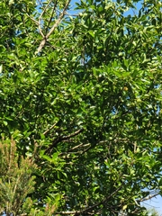 Laurus novocanariensis