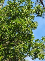 Laurus novocanariensis