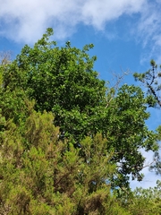 Laurus novocanariensis