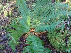 Dryopteris affinis