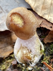 Armillaria gallica