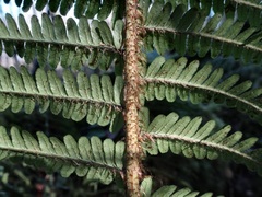 Dryopteris affinis