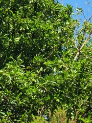 Laurus novocanariensis