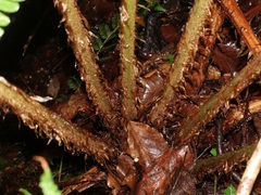 Dryopteris affinis