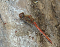 Sympetrum striolatum