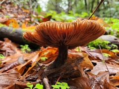 Armillaria nabsnona