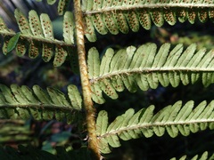 Dryopteris affinis