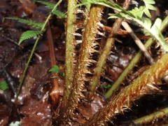 Dryopteris affinis