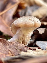 Armillaria gallica