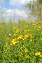 Hypericum × desetangsii