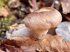 Armillaria gallica