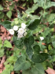 Ageratum conyzoides
