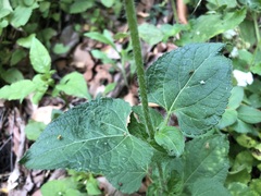Ageratum conyzoides