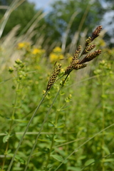 Carex hartmanii