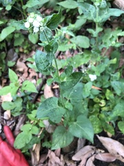 Ageratum conyzoides