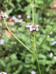 Verbena incompta