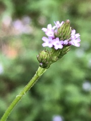 Verbena incompta