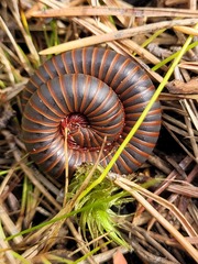 Narceus americanus