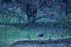 Meleagris gallopavo