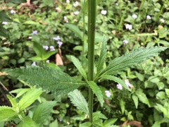 Verbena incompta