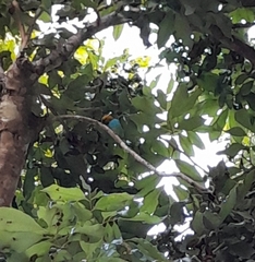 Tangara cyanoventris