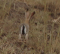 Lepus tolai