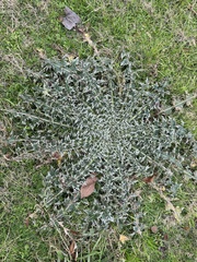 Cirsium undulatum
