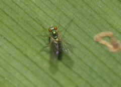 Chrysosoma globiferum