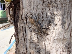 Sceloporus spinosus