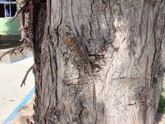 Sceloporus spinosus