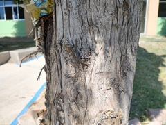 Sceloporus spinosus