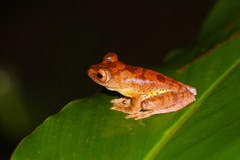 Rhacophorus pardalis