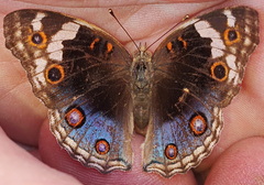 Junonia orithya albicincta