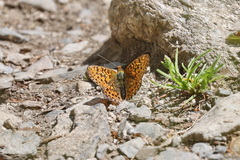 Boloria euphrosyne