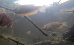 Trichopodus trichopterus