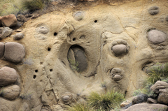 Geocolaptes olivaceus