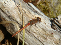 Sympetrum striolatum