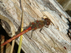 Sympetrum striolatum