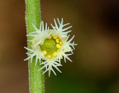 Mitella diphylla